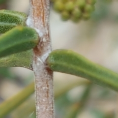 Acacia ulicifolia at Jerrabomberra, ACT - 15 Aug 2018