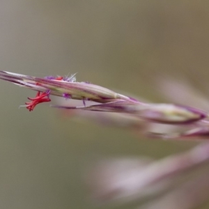 Rytidosperma pallidum at Michelago, NSW - 3 Nov 2017