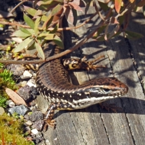 Eulamprus heatwolei at Paddys River, ACT - 14 Aug 2018 01:39 PM