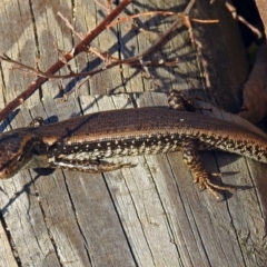 Eulamprus heatwolei at Paddys River, ACT - 14 Aug 2018 01:39 PM