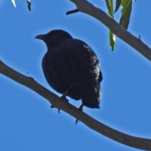 Ptilonorhynchus violaceus at Paddys River, ACT - 14 Aug 2018