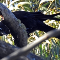 Corvus coronoides at Paddys River, ACT - 14 Aug 2018 01:49 PM