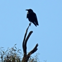 Corvus coronoides at Paddys River, ACT - 14 Aug 2018 01:49 PM