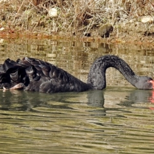 Cygnus atratus at Paddys River, ACT - 14 Aug 2018