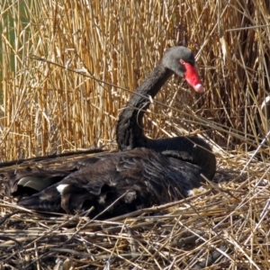 Cygnus atratus at Paddys River, ACT - 14 Aug 2018