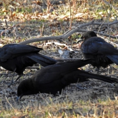 Corcorax melanorhamphos (White-winged Chough) at Paddys River, ACT - 14 Aug 2018 by RodDeb