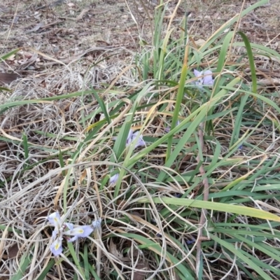 Iris unguicularis (Algerian Winter Iris) at Isaacs Ridge - 15 Aug 2018 by Mike