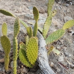 Opuntia puberula (Puberula Cactus) at Isaacs Ridge - 15 Aug 2018 by Mike