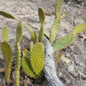 Opuntia puberula at Isaacs Ridge - 15 Aug 2018 02:46 PM