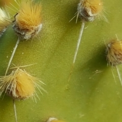 Opuntia puberula at Isaacs Ridge - 15 Aug 2018 02:46 PM