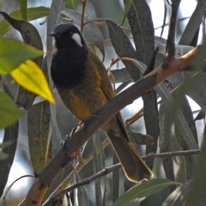 Nesoptilotis leucotis at Paddys River, ACT - 14 Aug 2018 02:02 PM