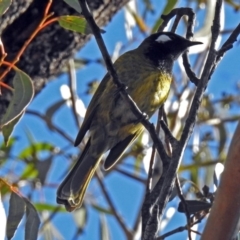 Nesoptilotis leucotis at Paddys River, ACT - 14 Aug 2018 02:02 PM