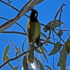 Nesoptilotis leucotis at Paddys River, ACT - 14 Aug 2018 02:02 PM