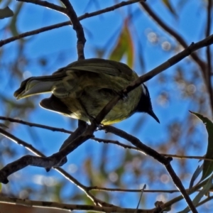 Nesoptilotis leucotis at Paddys River, ACT - 14 Aug 2018 02:02 PM