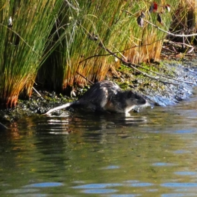 Hydromys chrysogaster (Rakali or Water Rat) at Mount Ainslie to Black Mountain - 10 Aug 2018 by KMcCue