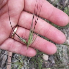 Themeda triandra (Kangaroo Grass) at Michelago, NSW - 23 Dec 2017 by Illilanga