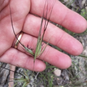 Themeda triandra at Michelago, NSW - 23 Dec 2017