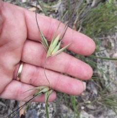 Themeda triandra at Michelago, NSW - 23 Dec 2017 11:58 AM