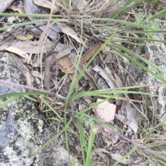 Themeda triandra at Michelago, NSW - 23 Dec 2017 11:58 AM