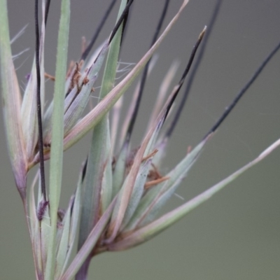 Themeda triandra (Kangaroo Grass) at Illilanga & Baroona - 3 Jan 2018 by Illilanga