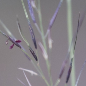 Aristida sp. at Michelago, NSW - 3 Jan 2018 06:45 PM