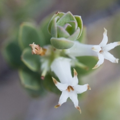 Brachyloma daphnoides (Daphne Heath) at Michelago, NSW - 1 Nov 2017 by Illilanga