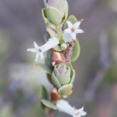 Brachyloma daphnoides at Illilanga & Baroona - 1 Nov 2017 04:33 PM