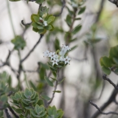 Brachyloma daphnoides at Illilanga & Baroona - 1 Nov 2017 04:33 PM