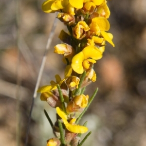 Dillwynia sericea at Michelago, NSW - 22 Oct 2012