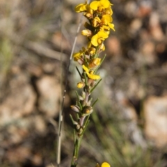 Dillwynia sericea at Michelago, NSW - 22 Oct 2012