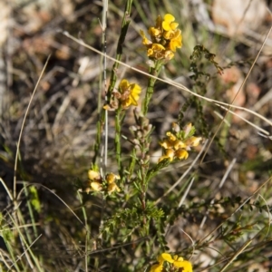 Dillwynia sericea at Michelago, NSW - 22 Oct 2012