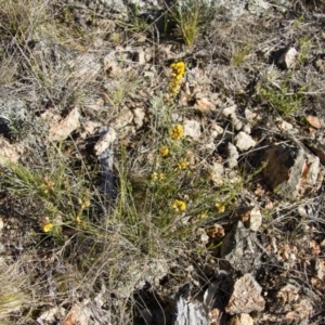 Dillwynia sericea at Michelago, NSW - 22 Oct 2012