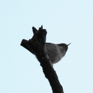 Daphoenositta chrysoptera at McQuoids Hill - 10 Jun 2018 05:59 PM