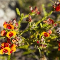 Dillwynia sericea (Egg And Bacon Peas) at Michelago, NSW - 22 Oct 2012 by Illilanga