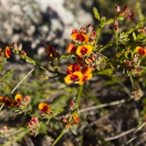 Dillwynia sericea at Michelago, NSW - 22 Oct 2012