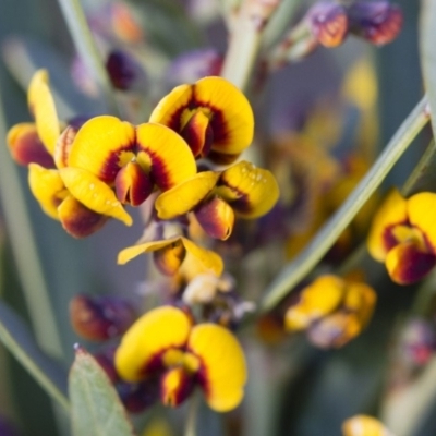 Daviesia mimosoides (Bitter Pea) at Michelago, NSW - 7 Oct 2017 by Illilanga