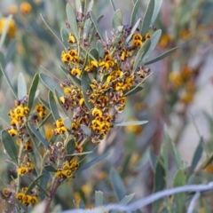 Daviesia mimosoides at Michelago, NSW - 7 Oct 2017 05:35 PM