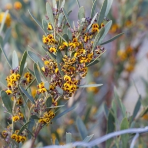 Daviesia mimosoides at Michelago, NSW - 7 Oct 2017 05:35 PM