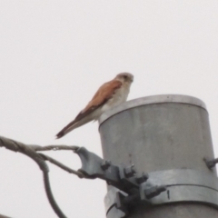 Falco cenchroides (Nankeen Kestrel) at Tuggeranong DC, ACT - 8 Jan 2015 by michaelb