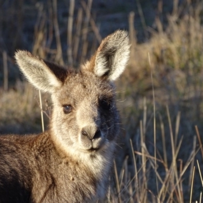 Macropus giganteus (Eastern Grey Kangaroo) at Jerrabomberra, ACT - 14 Aug 2018 by Mike