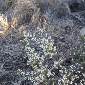 Cryptandra sp. Floriferous (W.R.Barker 4131) W.R.Barker at Wanniassa Hill - 14 Aug 2018 05:04 PM