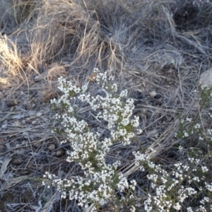 Cryptandra sp. Floriferous (W.R.Barker 4131) W.R.Barker at Wanniassa Hill - 14 Aug 2018