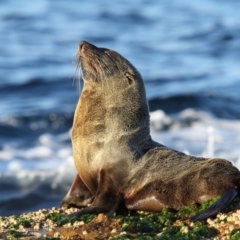 Arctocephalus forsteri (New Zealand Fur Seal) at Merimbula, NSW - 16 Aug 2018 by Leo