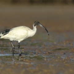 Threskiornis molucca (Australian White Ibis) at Merimbula, NSW - 15 Aug 2018 by Leo