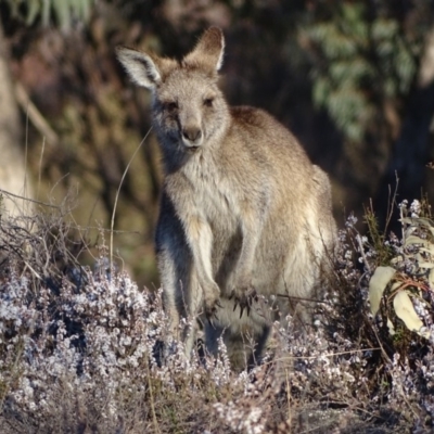Macropus giganteus (Eastern Grey Kangaroo) at Jerrabomberra, ACT - 14 Aug 2018 by Mike