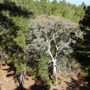 Eucalyptus polyanthemos at Isaacs Ridge and Nearby - 28 Aug 2018