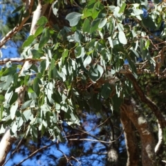 Eucalyptus polyanthemos at Isaacs Ridge and Nearby - 28 Aug 2018 04:05 PM