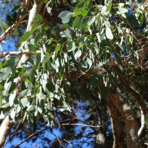 Eucalyptus polyanthemos at Isaacs Ridge and Nearby - 28 Aug 2018