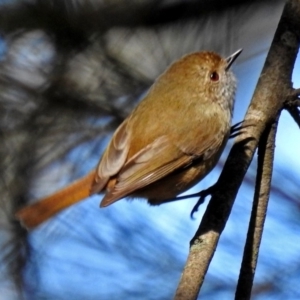 Acanthiza pusilla at Acton, ACT - 16 Aug 2018