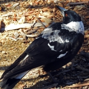 Gymnorhina tibicen at Acton, ACT - 16 Aug 2018